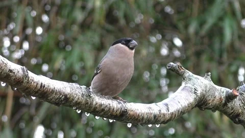 Bullfinch Bird Stock Footage 229749516