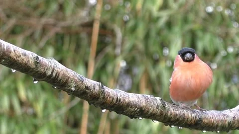 Bullfinch Bird Stock Footage 229749530