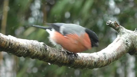 Bullfinch Bird Stock Footage 229749531