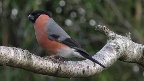 Bullfinch Bird Stock Footage 229749546