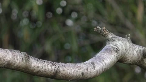 Bullfinch Bird Video stock 229749549