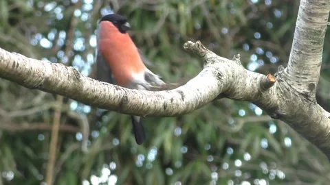 Bullfinch Bird Stock Footage 229749562