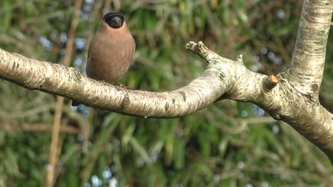 Bullfinch Bird Video stock 229749564