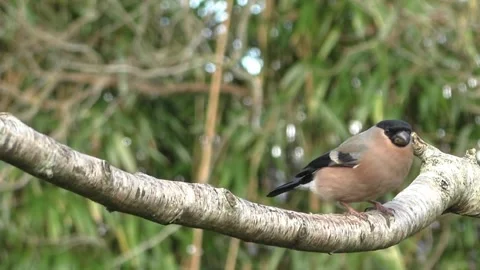 Bullfinch Bird Stock Footage 229749570