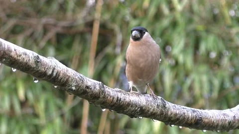 Bullfinch Bird Stock Footage 229749571