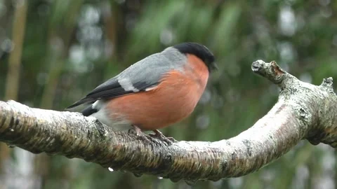 Bullfinch Bird Stock Footage 229749578