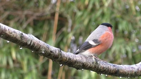 Bullfinch Bird Stock Footage 229749587
