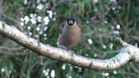 Bullfinch Bird Stock Footage 229749590
