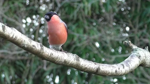 Bullfinch Bird Stock Footage 229749591