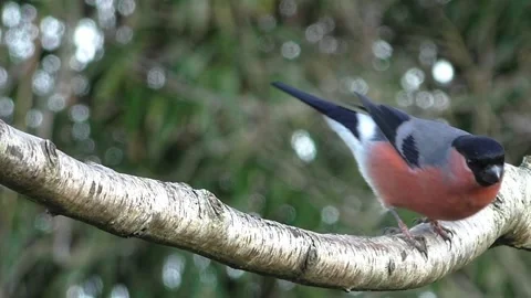 Bullfinch Bird Video stock 229749598