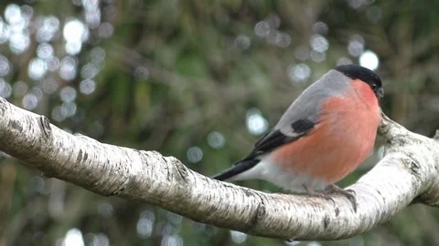 Bullfinch Bird Stock Footage 229749602