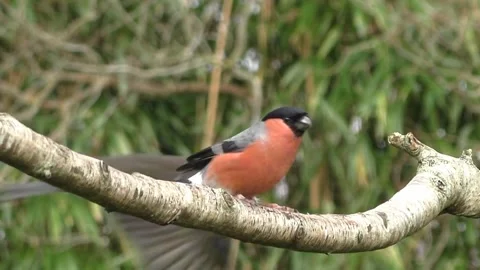 Bullfinch Bird Video stock 229749610