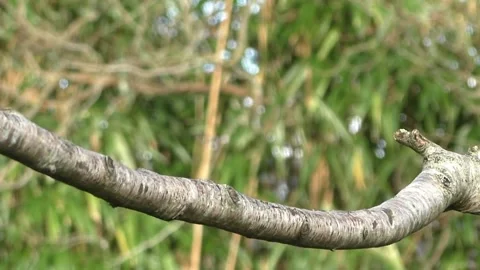 Bullfinch Bird Video stock 229749624