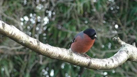 Bullfinch Bird Stock Footage 229749626