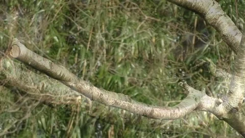 Bullfinch Bird Stock Footage 229749641