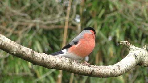 Bullfinch Bird Video stock 229749656