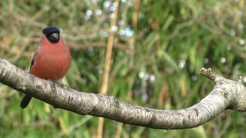 Bullfinch Bird Video stock 229749670