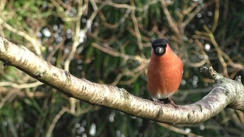 Bullfinch Bird Stock Footage 229749672