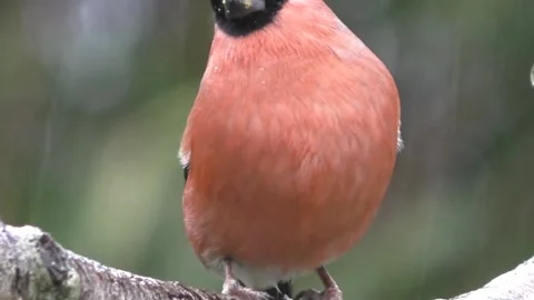 Bullfinch Bird Stock Footage 229749681