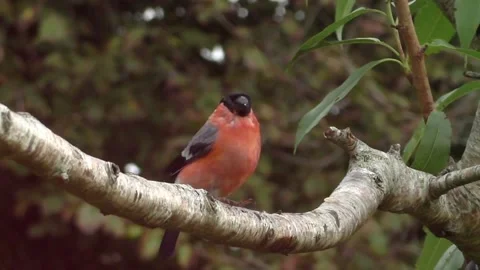 Bullfinch Bird Stock Footage 229749685