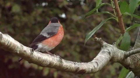 Bullfinch Bird Stock Footage 229749689
