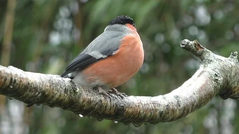 Bullfinch Bird Stock Footage 229749693