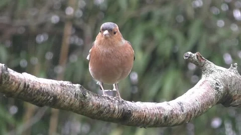 Bullfinch Bird Stock Footage 229749702