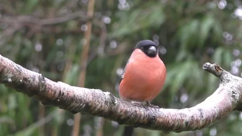 Bullfinch Bird Stock Footage 229749706