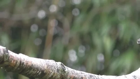Bullfinch Bird Stock Footage 229749716