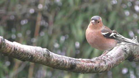 Bullfinch Bird Stock Footage 229749726