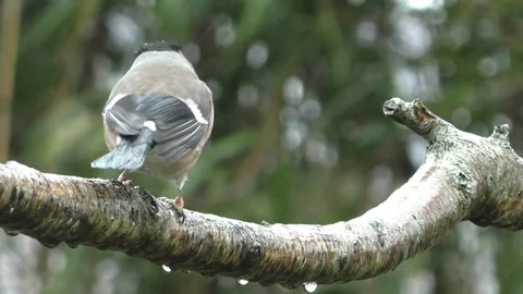 Bullfinch Bird Stock Footage 229749729