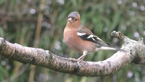 Bullfinch Bird Video stock 229749730