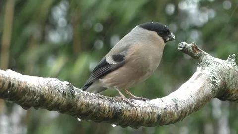 Bullfinch Bird Stock Footage 229749741