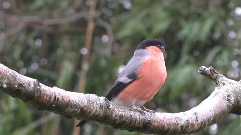 Bullfinch Bird Stock Footage 229749747
