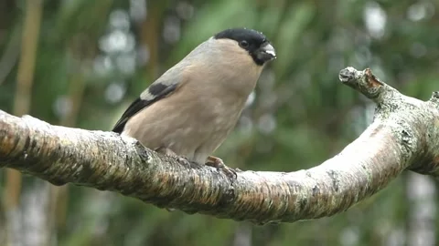 Bullfinch Bird Stock Footage 229749750