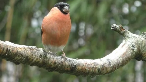 Bullfinch Bird Stock Footage 229749751