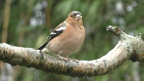Bullfinch Bird Stock Footage 229749762