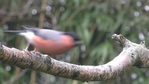 Bullfinch Bird 스톡 동영상 229749769