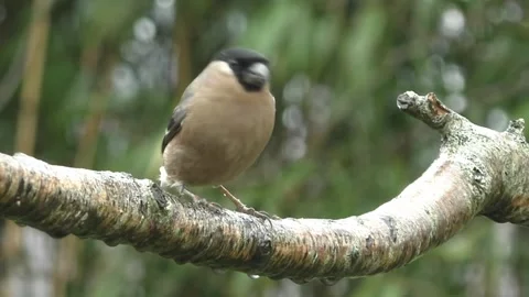 Bullfinch Bird Stock Footage 229749773
