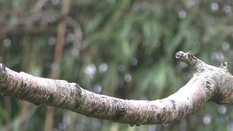 Bullfinch Bird Stock Footage 229749774