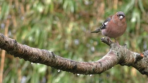 Bullfinch Bird Video stock 229749782