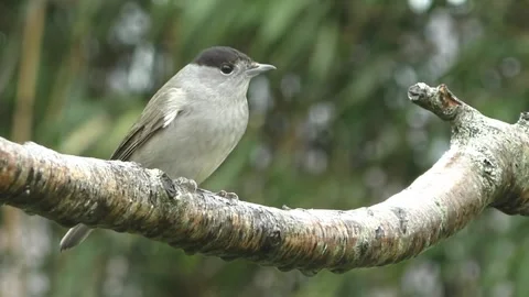 Bullfinch Bird Stock Footage 229749787