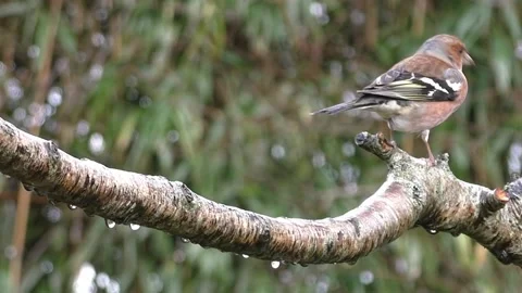 Bullfinch Bird Video stock 229749794