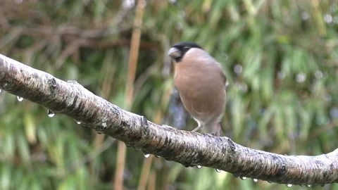 Bullfinch Bird Stock Footage 229749799