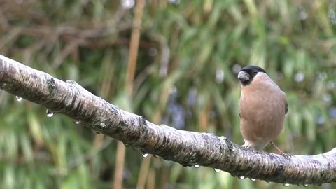 Bullfinch Bird Stock Footage 229749804