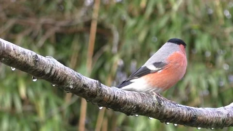 Bullfinch Bird Stock Footage 229749809