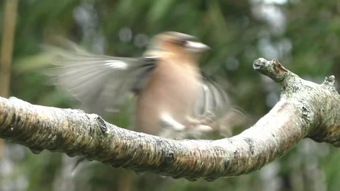 Bullfinch Bird Stock Footage 229749819