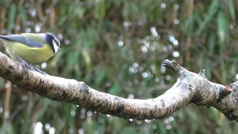 Bullfinch Bird Stock Footage 229749820