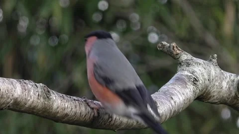 Bullfinch Bird Stock Footage 229749822