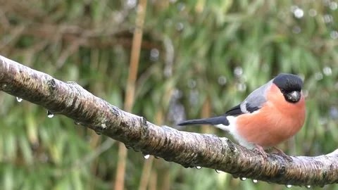 Bullfinch Bird Stock Footage 229749825
